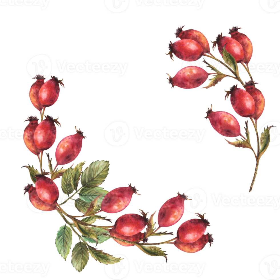 Branch of wild rosehips with red briar fruits, dog rose with green leaves Semicircular frame, wreath Hand drawn watercolor illustration for label, logo, card template Clipart  background png