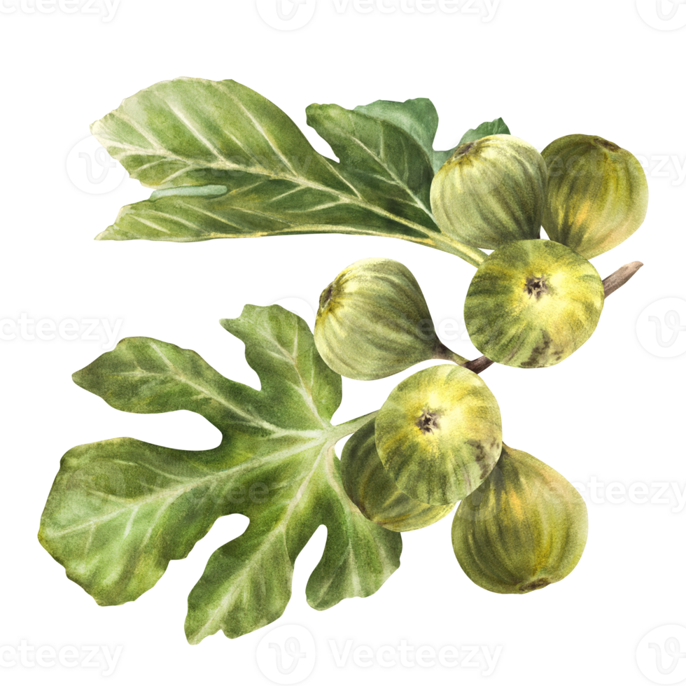 A branch of juicy, ripe green figs with leaves and whole fruit Food, plant, botanical clipart for card, jam label, sticker, price tag, logo Hand drawn watercolor illustration png
