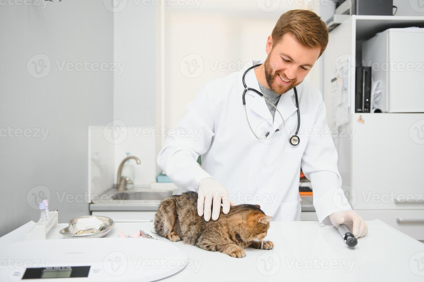 Doctor are examining a sick cat. Veterinary clinic concept. Services of a doctor for animals, health and treatment of pets. photo