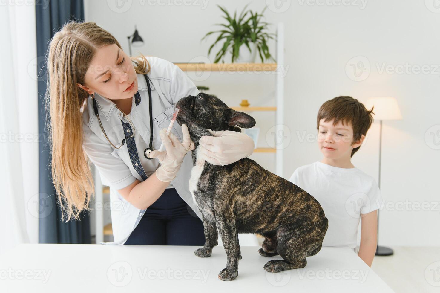 Veterinarian woman examines the dog and pet her. Animal healthcare hospital with professional pet help photo