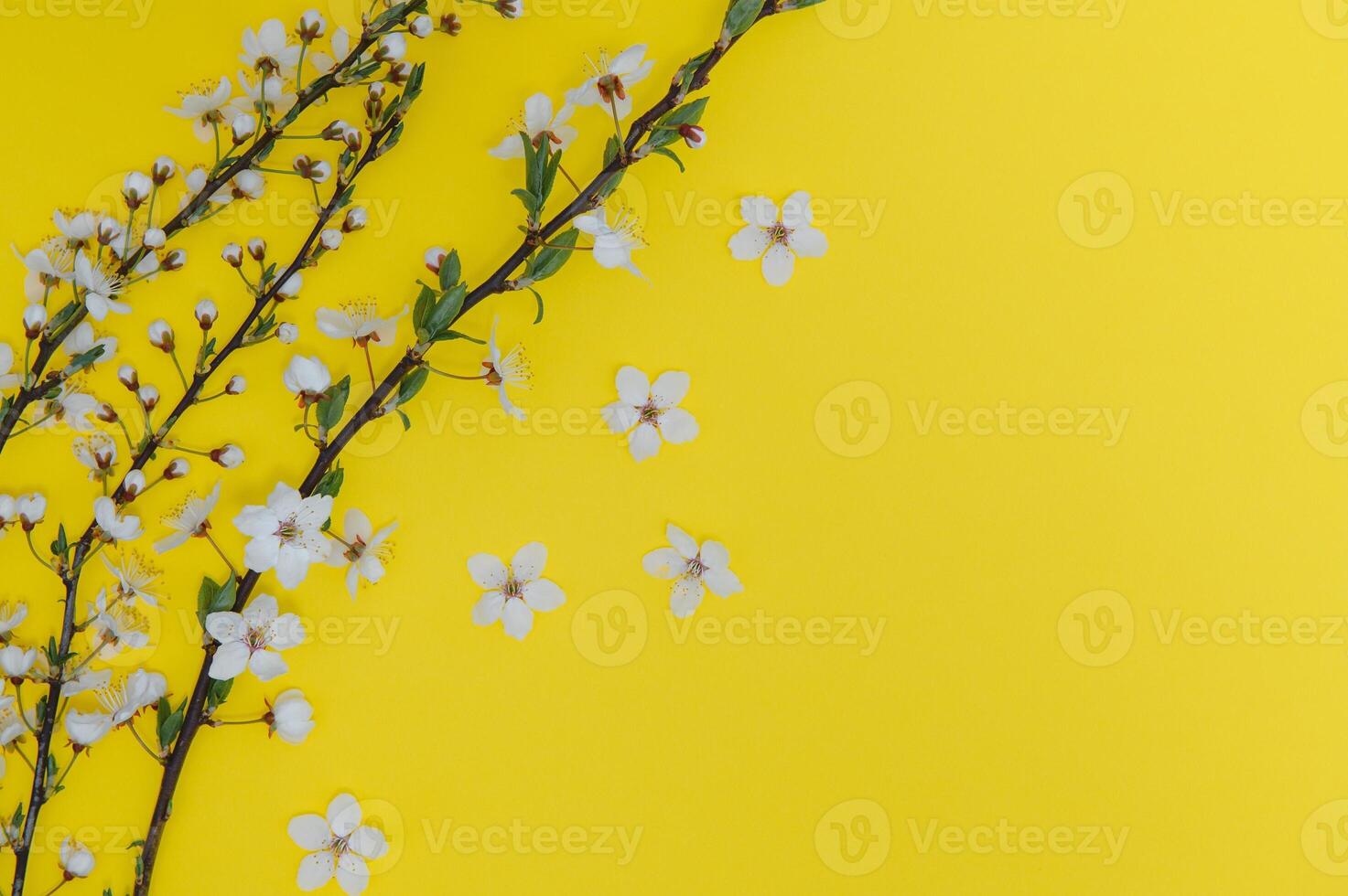 Spring background table. May flowers and April floral nature on green. For banner, branches of blossoming cherry against background. Dreamy romantic image, landscape panorama, copy space photo