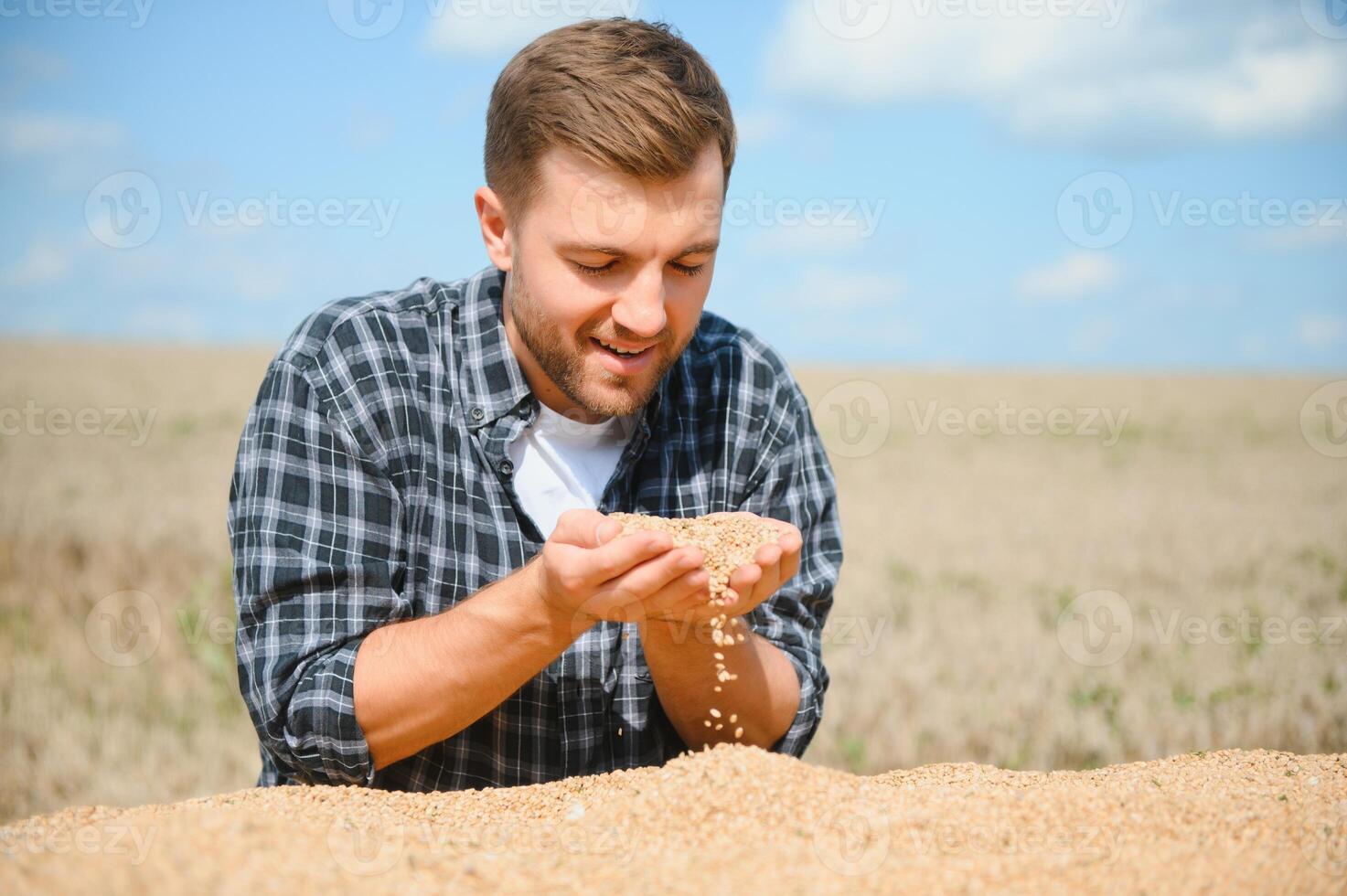 Satisfied young farmer standing on trailer in field and checking harvested wheat grains after harvest. photo