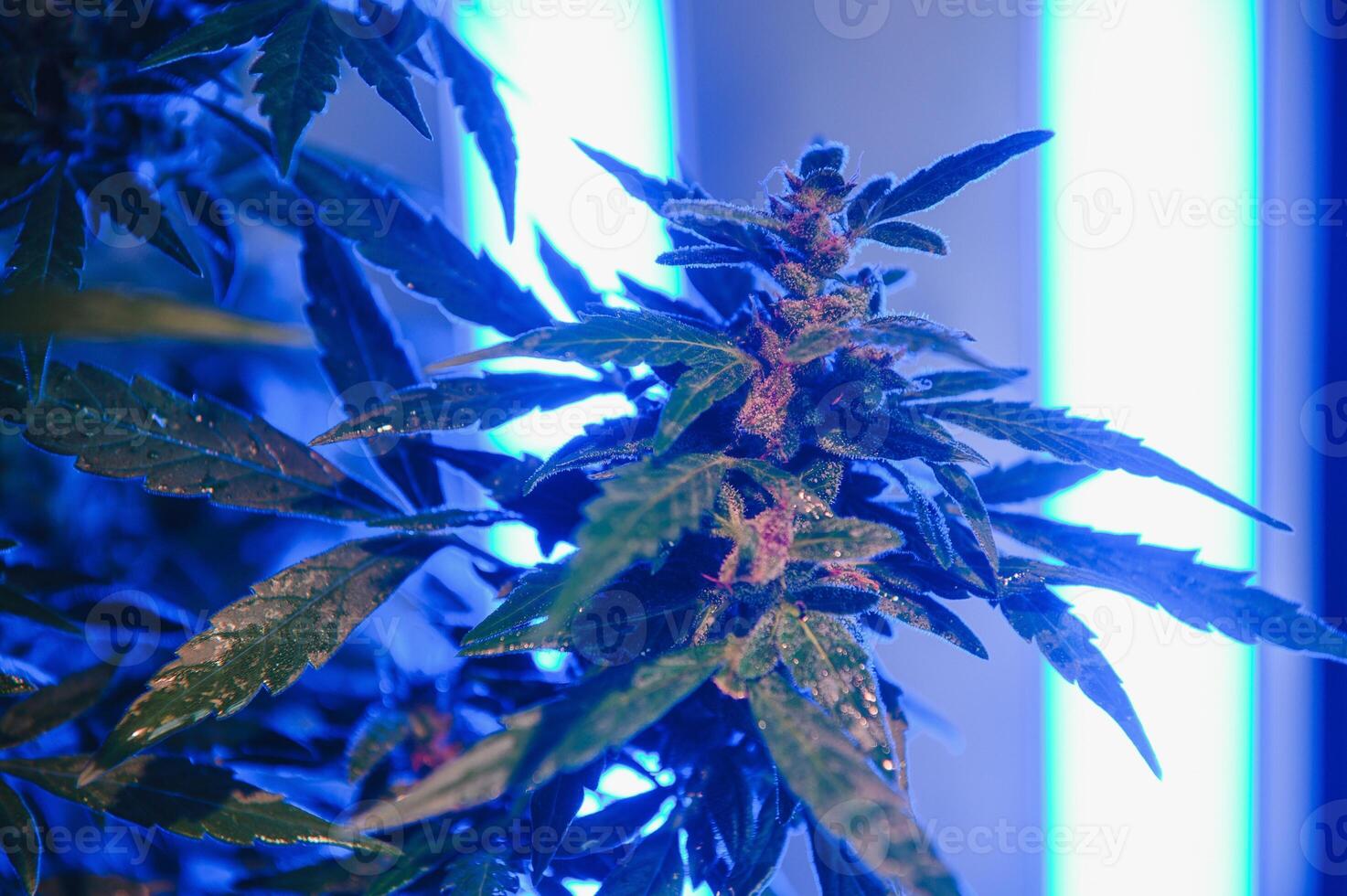 Background young shoots of marijuana in fantastic blue shades. Growing organic hemp on the farm. Wallpaper of marijuana. Legal hemp cultivation photo