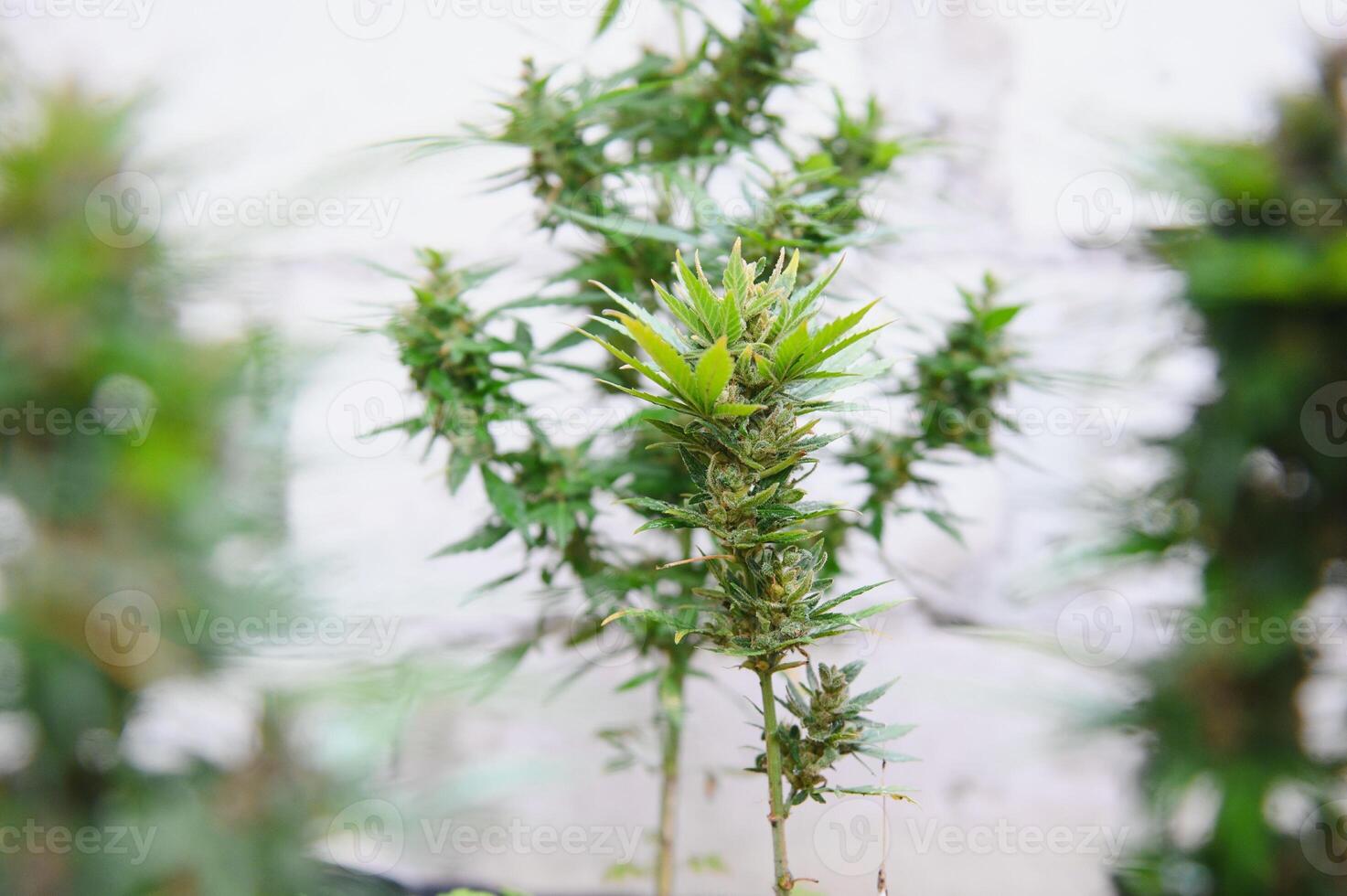 Hemp Marijuana flower Indoor growing. Home Cannabis grow operation. Grow legal Recreational Marijuana. Planting cannabis. photo