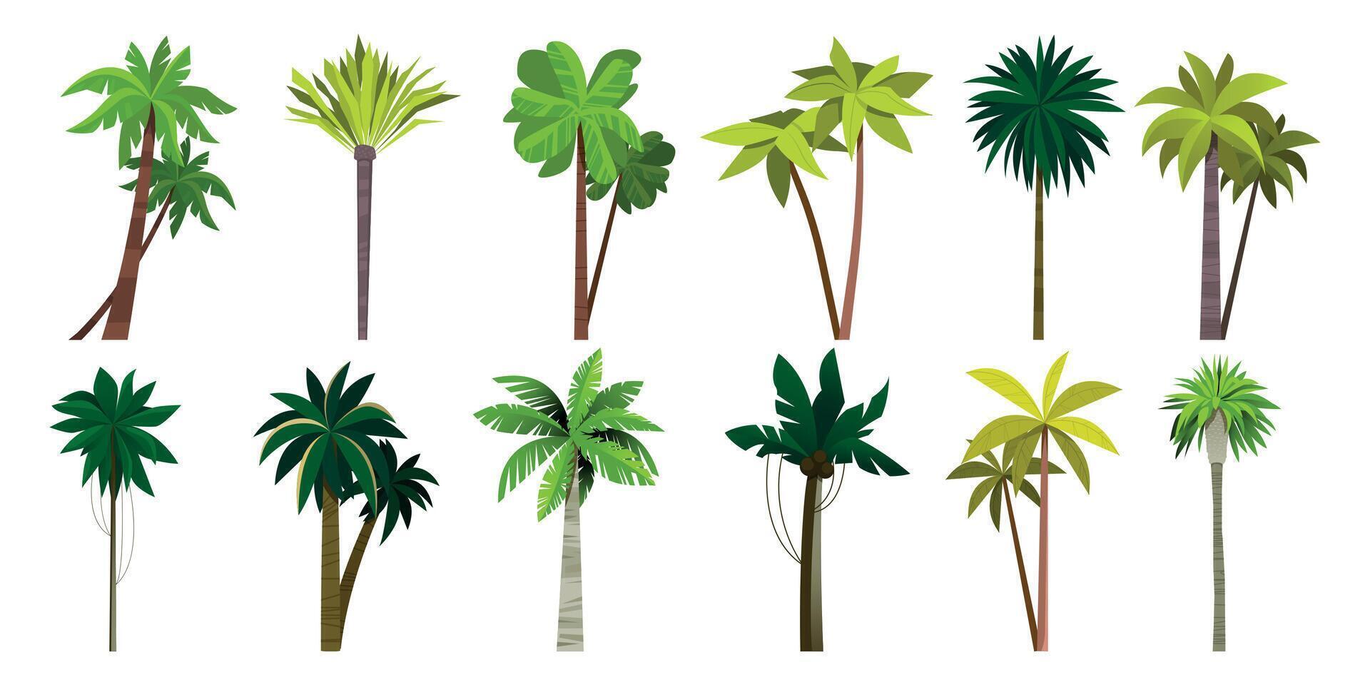 Palm tree collection. Cartoon tropical coconut and banana plant, island exotic trees, sea coast floral bush. Vector isolated set