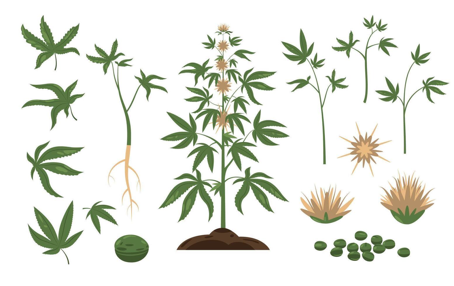 Cannabis plant. Green weed leaf and plant seeds, cartoon bundle of marijuana buds inflorescences, wild hemp foliage flat style. Vector isolated set