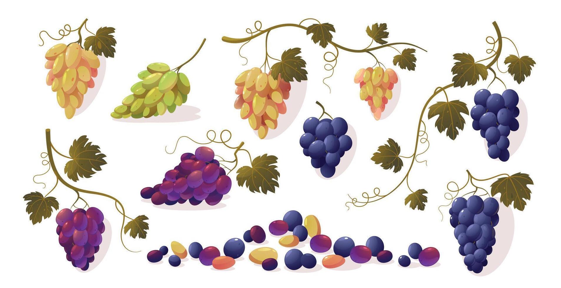 Grapes with leaves. Cartoon bunch of purple ripe red green yellow sweet fruit, bunch of fresh natural vineyard berries. Vector isolated set