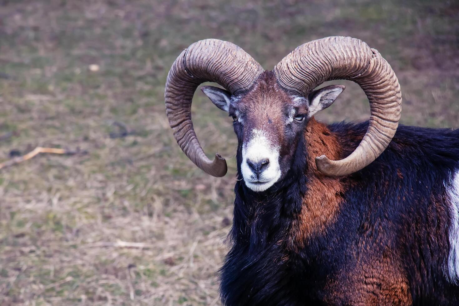 European mouflon Ovis orientalis in the nursery of the Agricultural University in Nitra, Slovakia. photo