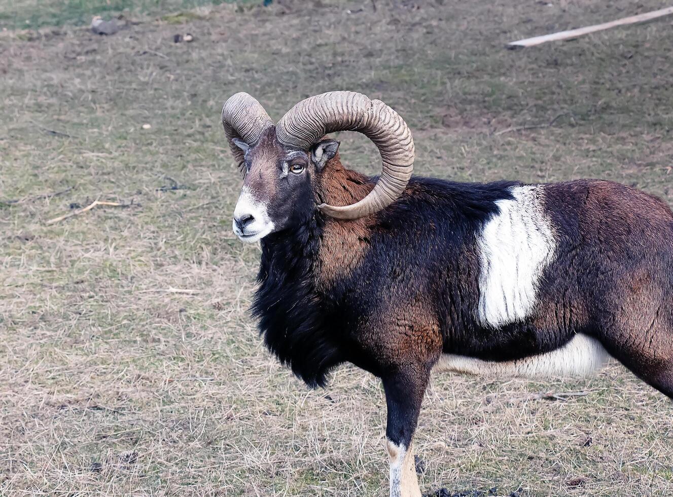 European mouflon Ovis orientalis in the nursery of the Agricultural University in Nitra, Slovakia. photo