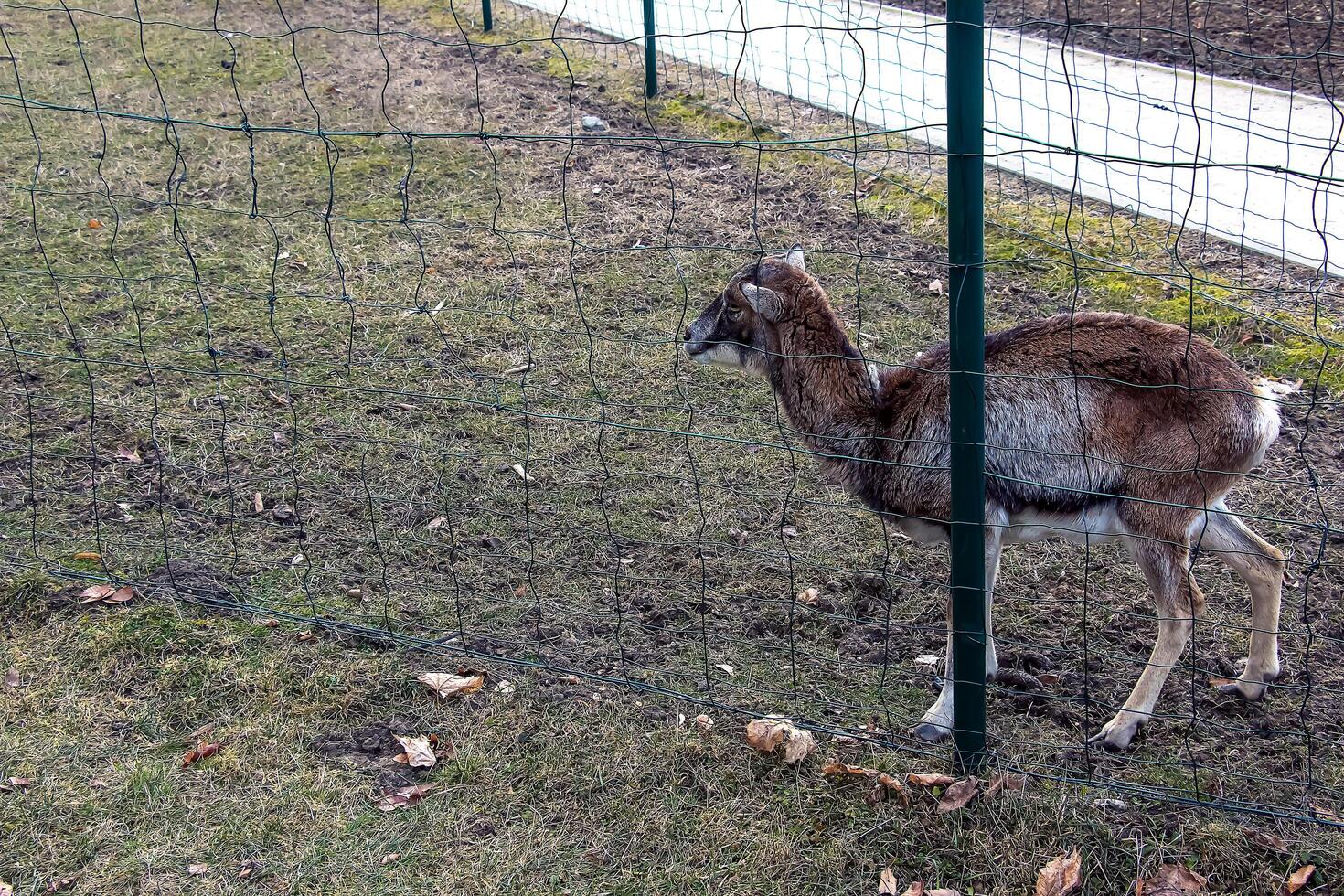 European mouflon Ovis orientalis in the nursery of the Agricultural University in Nitra, Slovakia. photo