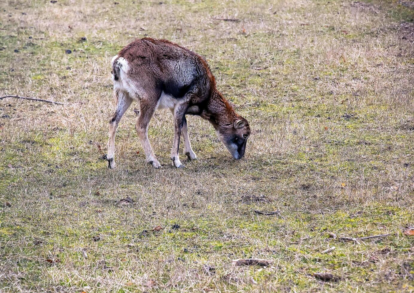 European mouflon Ovis orientalis in the nursery of the Agricultural University in Nitra, Slovakia. photo