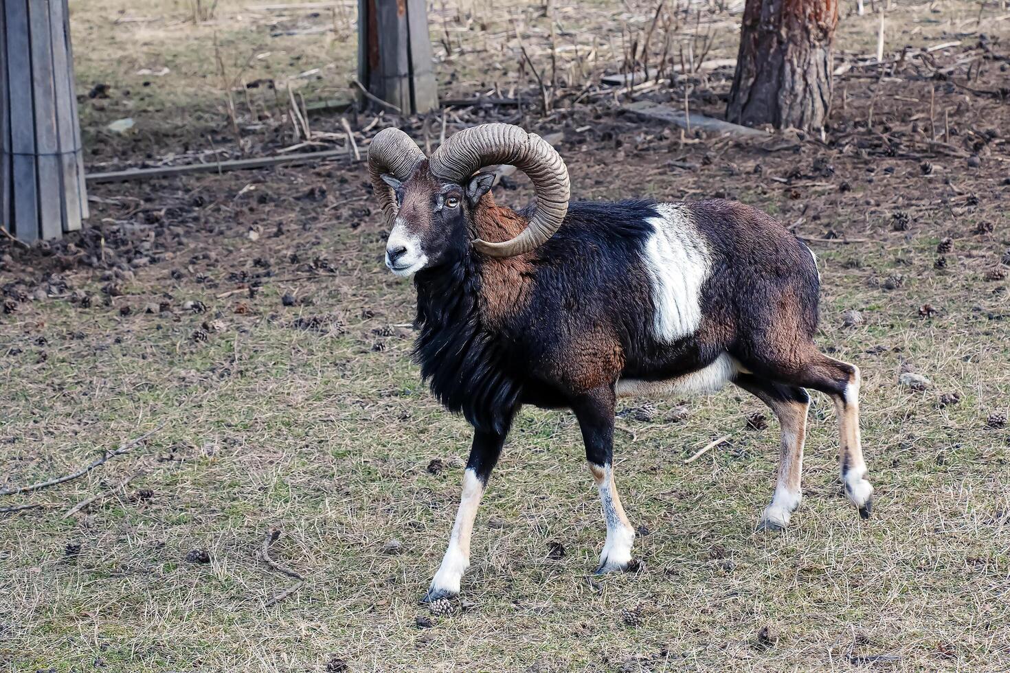 European mouflon Ovis orientalis in the nursery of the Agricultural University in Nitra, Slovakia. photo