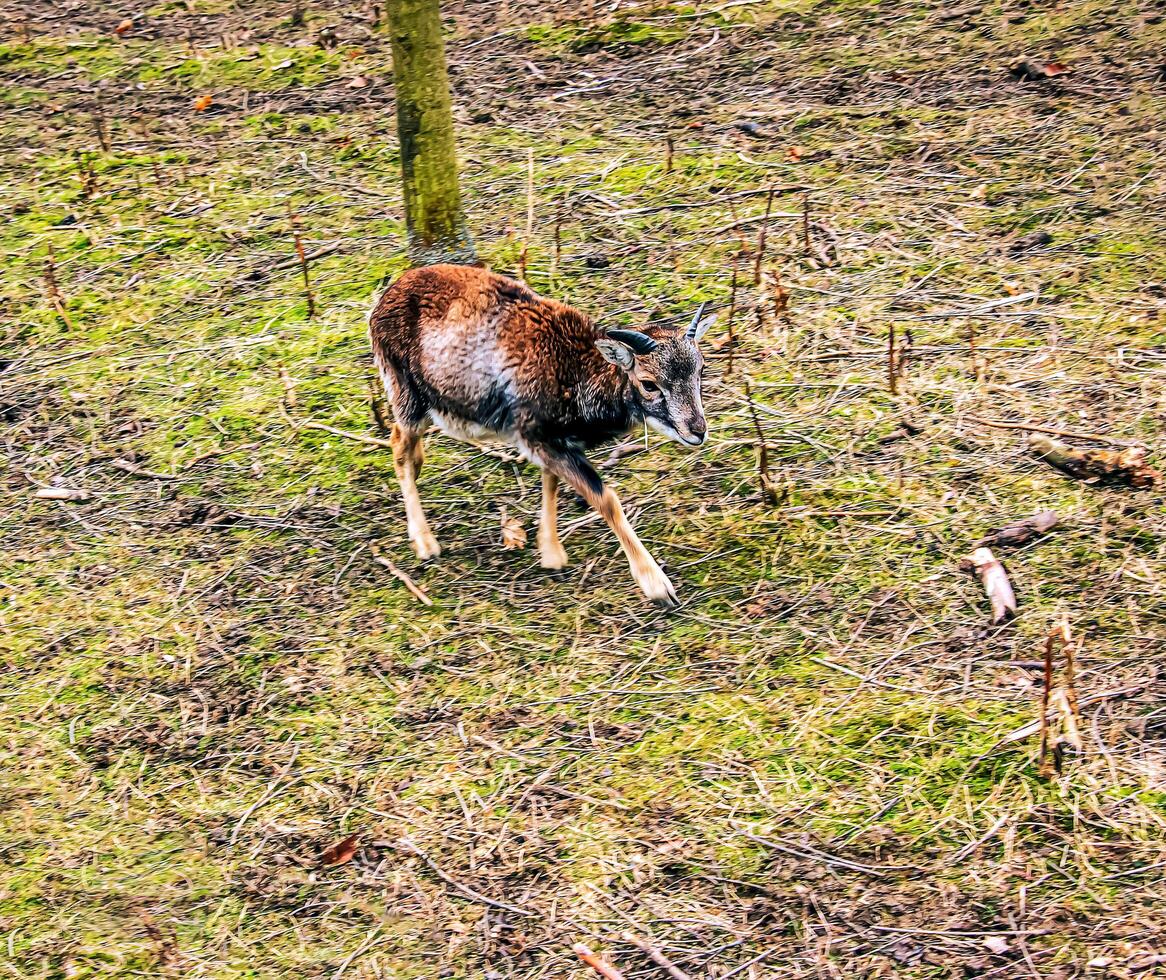 European mouflon Ovis orientalis in the nursery of the Agricultural University in Nitra, Slovakia. photo