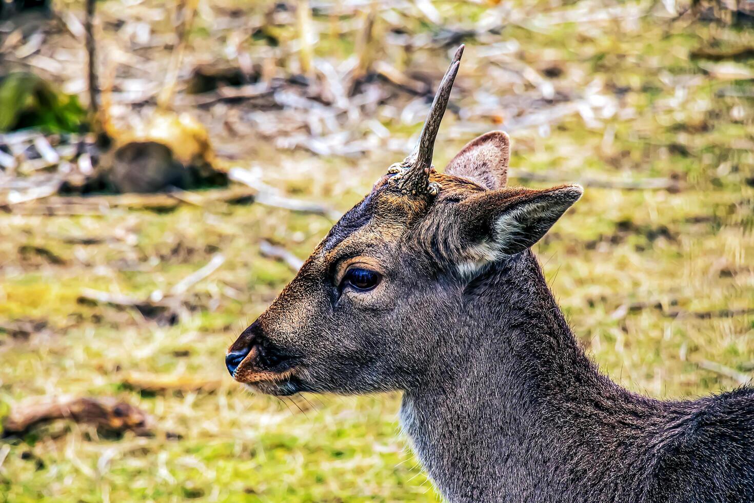 European mouflon Ovis orientalis in the nursery of the Agricultural University in Nitra, Slovakia. photo