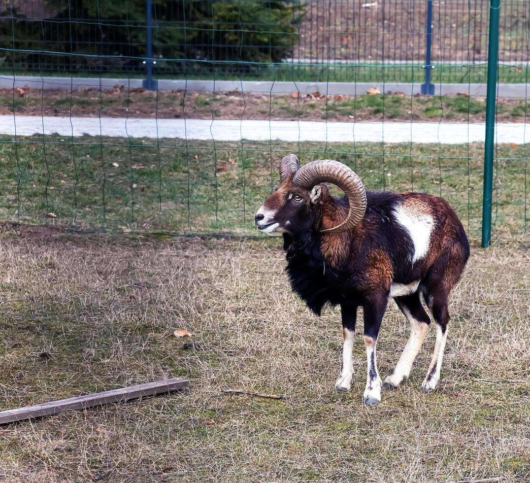 European mouflon Ovis orientalis in the nursery of the Agricultural University in Nitra, Slovakia. photo