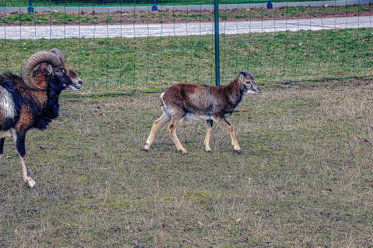 europeo muflón ovis orientalis en el guardería de el agrícola Universidad en nitra, Eslovaquia. foto