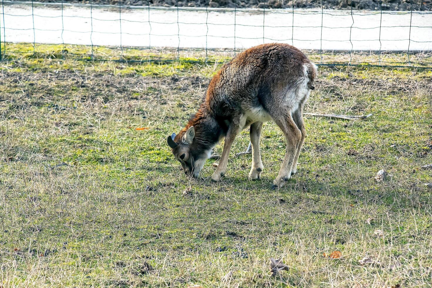 European mouflon Ovis orientalis in the nursery of the Agricultural University in Nitra, Slovakia. photo