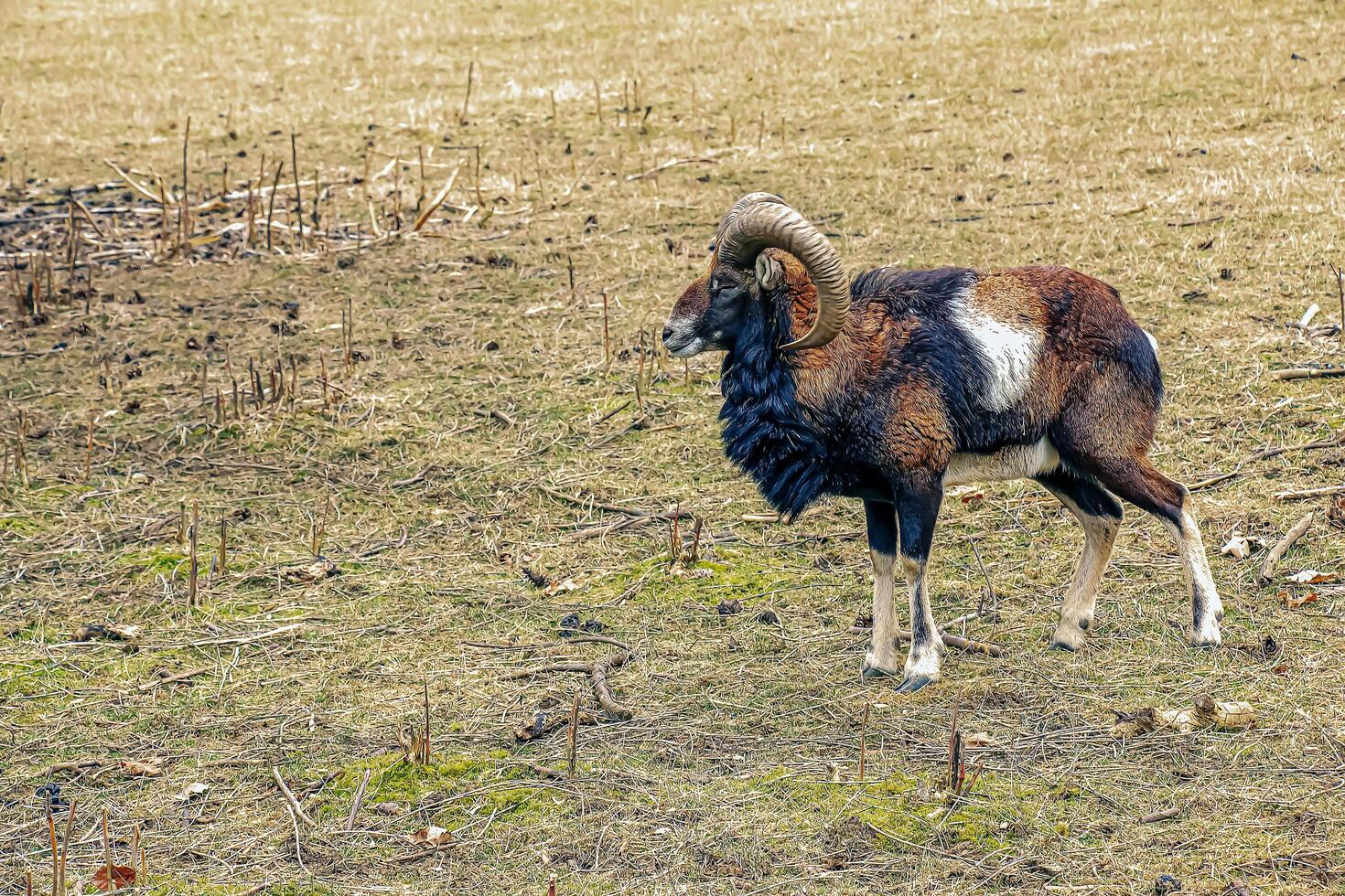 European mouflon Ovis orientalis in the nursery of the Agricultural University in Nitra, Slovakia. photo