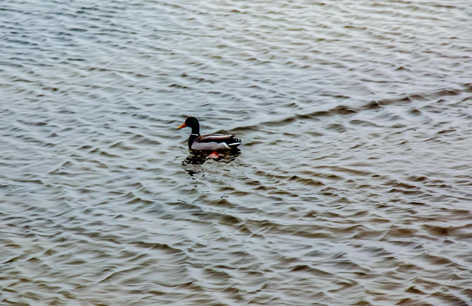Anatinae ducks on a winter icy river in frosty weather. photo