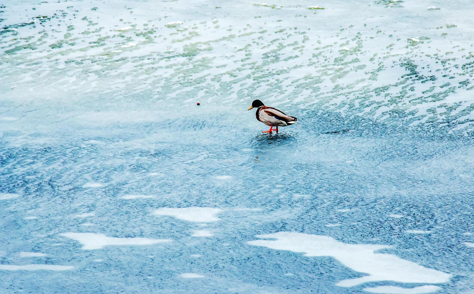 anatinae patos en un invierno glacial río en escarchado clima. foto