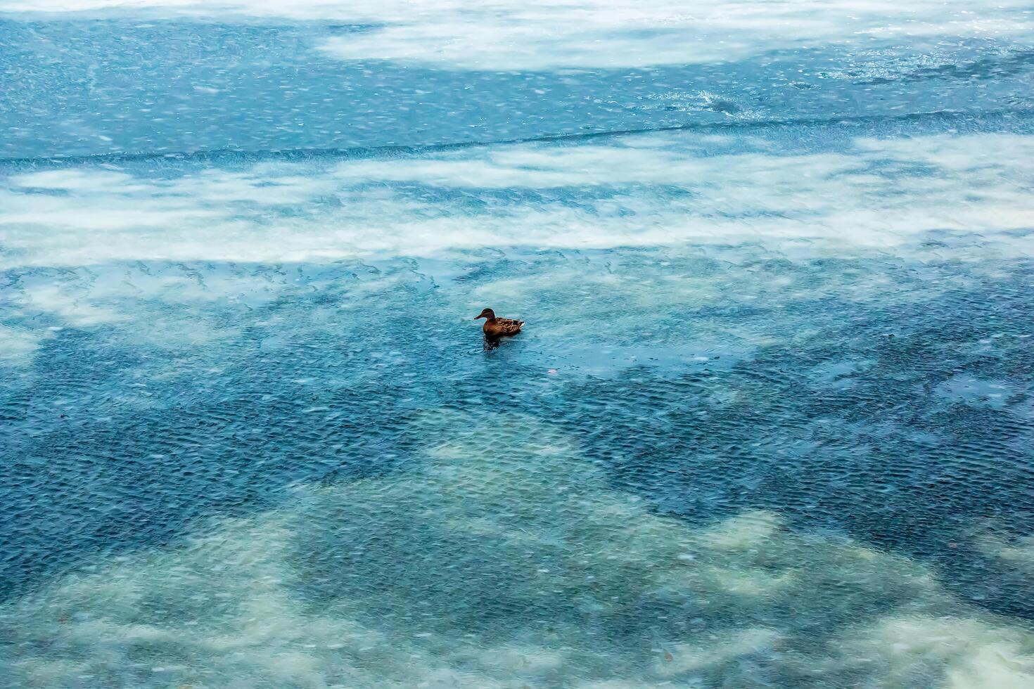 Anatinae ducks on a winter icy river in frosty weather. photo