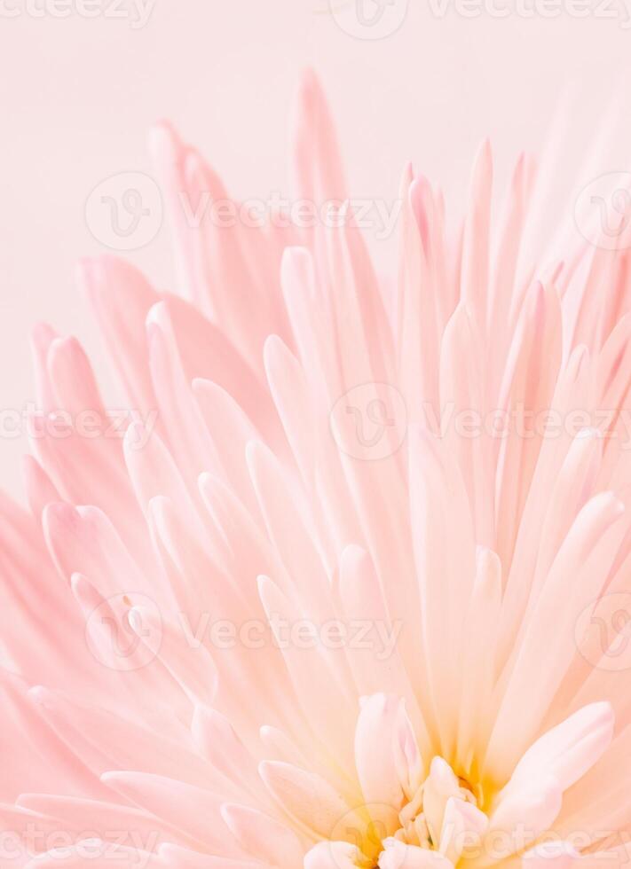 Macro photo of pale pink chrysanthemum. Floral background