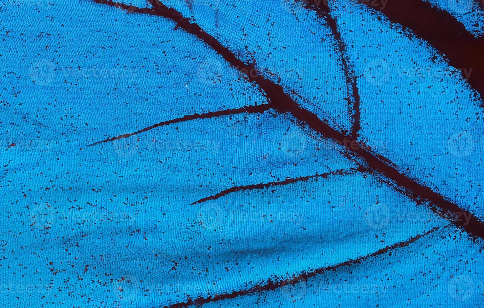 Wing of a butterfly Ulysses. Wing of a butterfly texture background. Close up photo