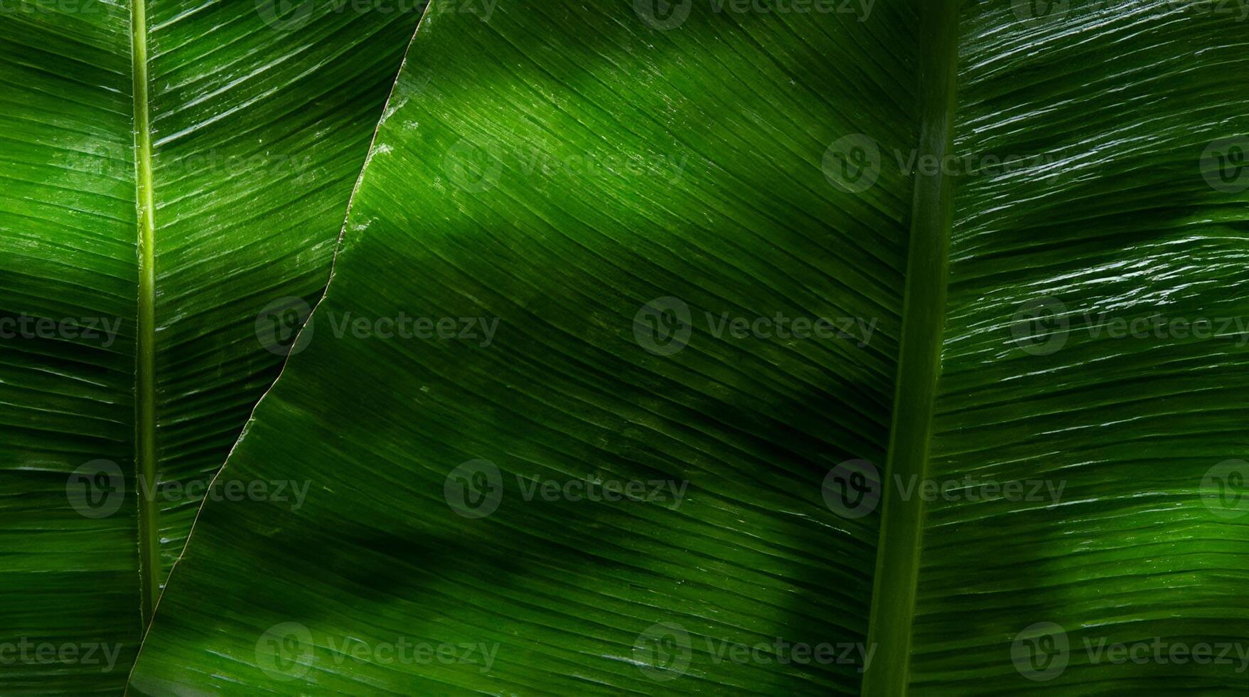 Banana leaves background photo