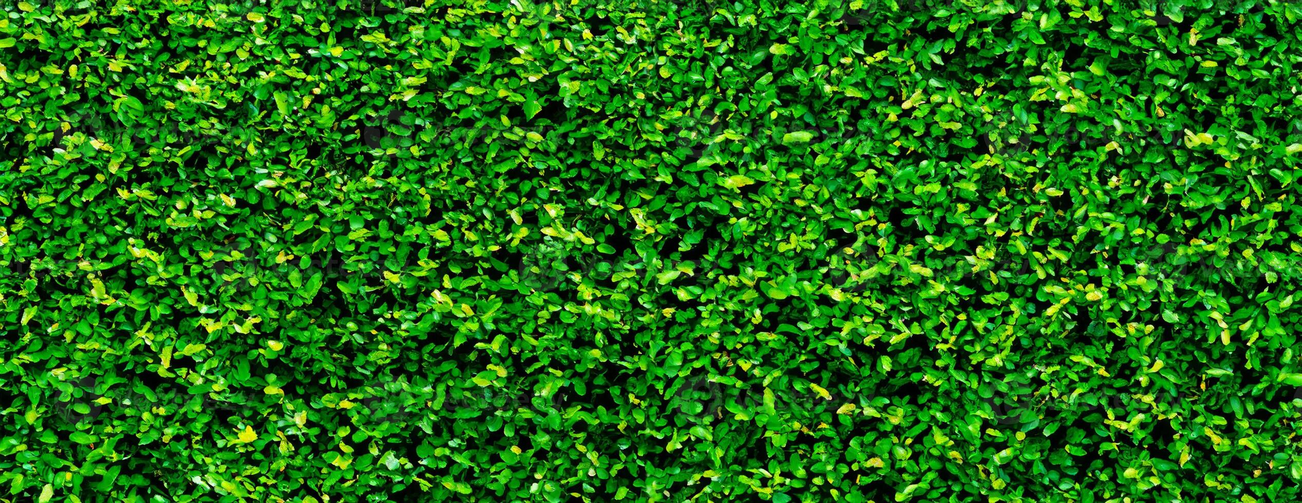 Bush backdrop background photo