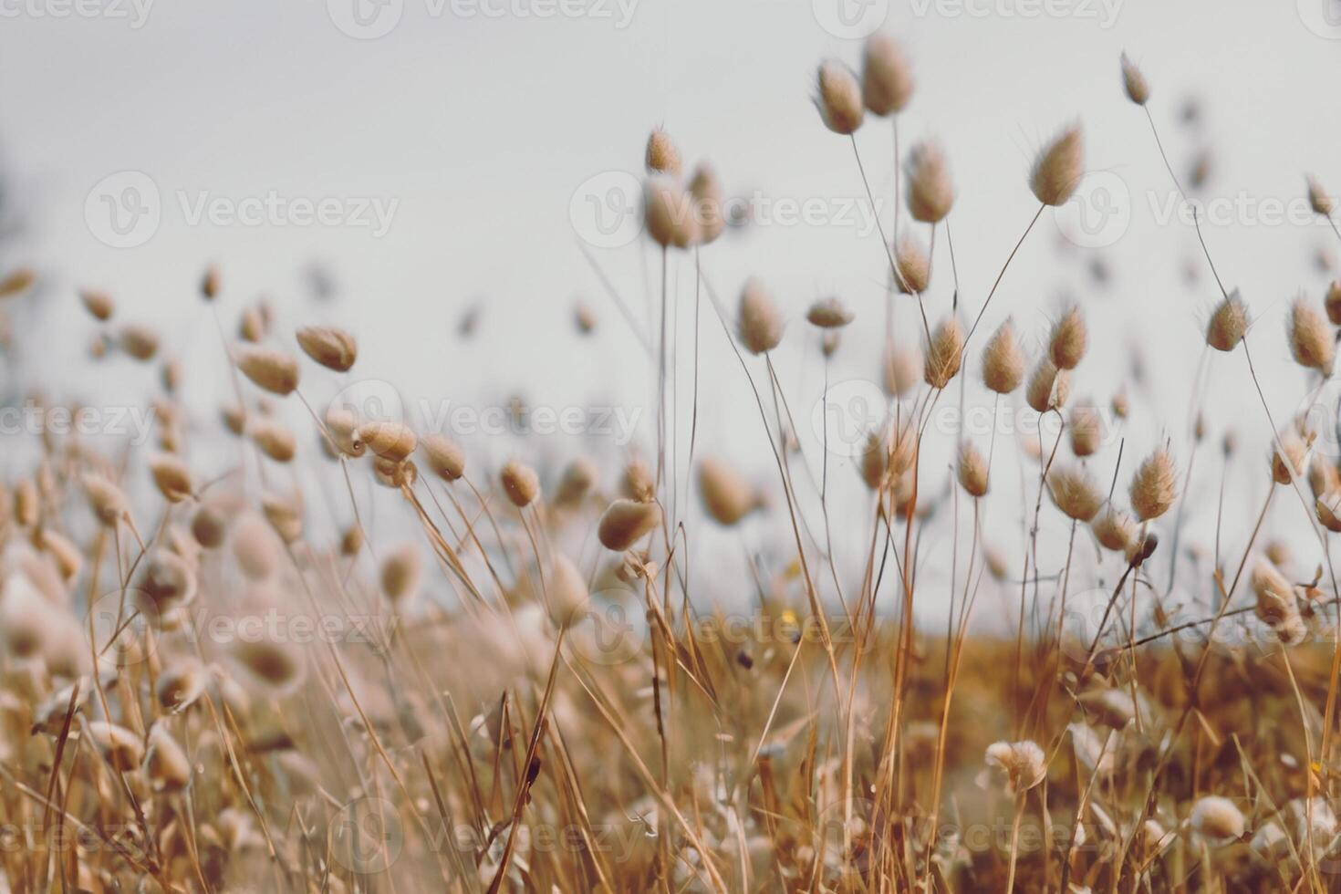 Bunny tails grass on vintage style, natura background photo
