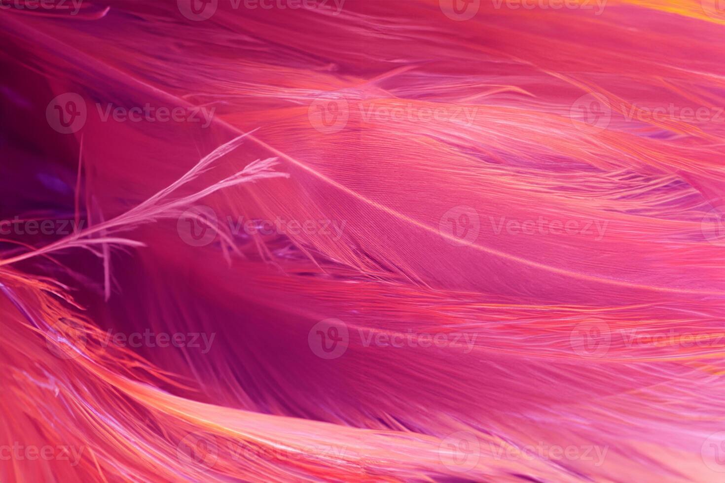 Violet scarlet color trends bird feather texture pattern background photo