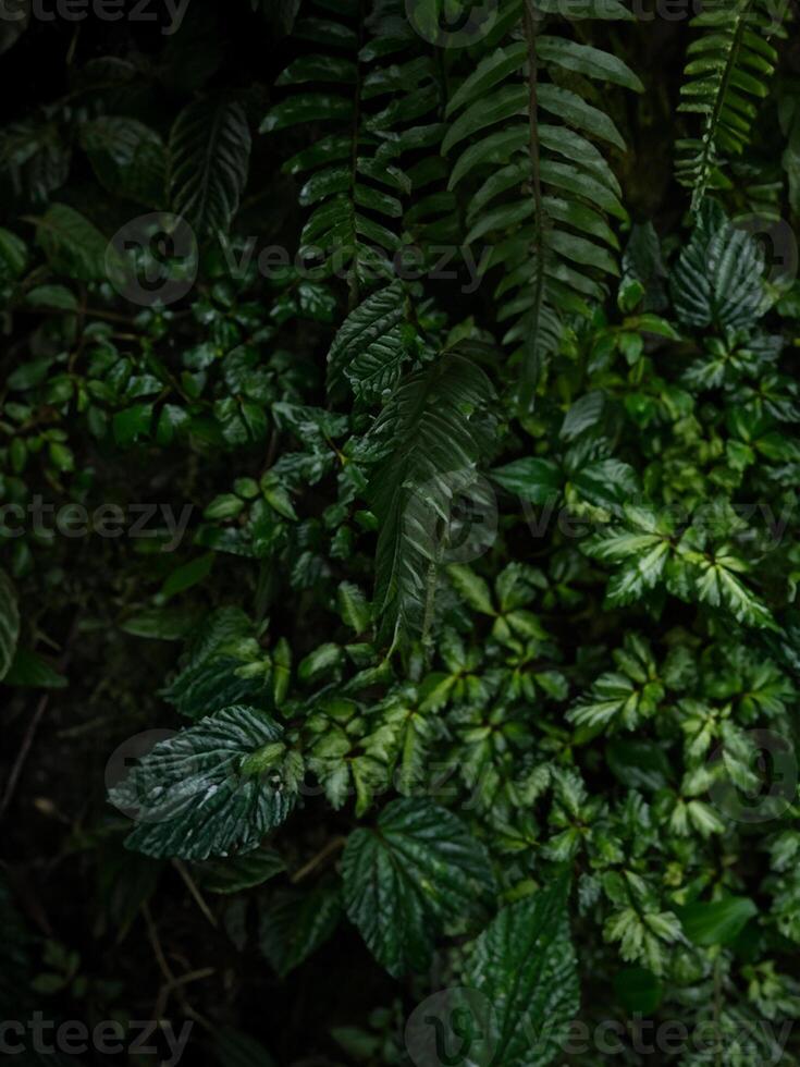 Closeup view of lush green tropical rainforest plants flowers leaf jungle cloud forest leaves in Mindo Ecuador photo