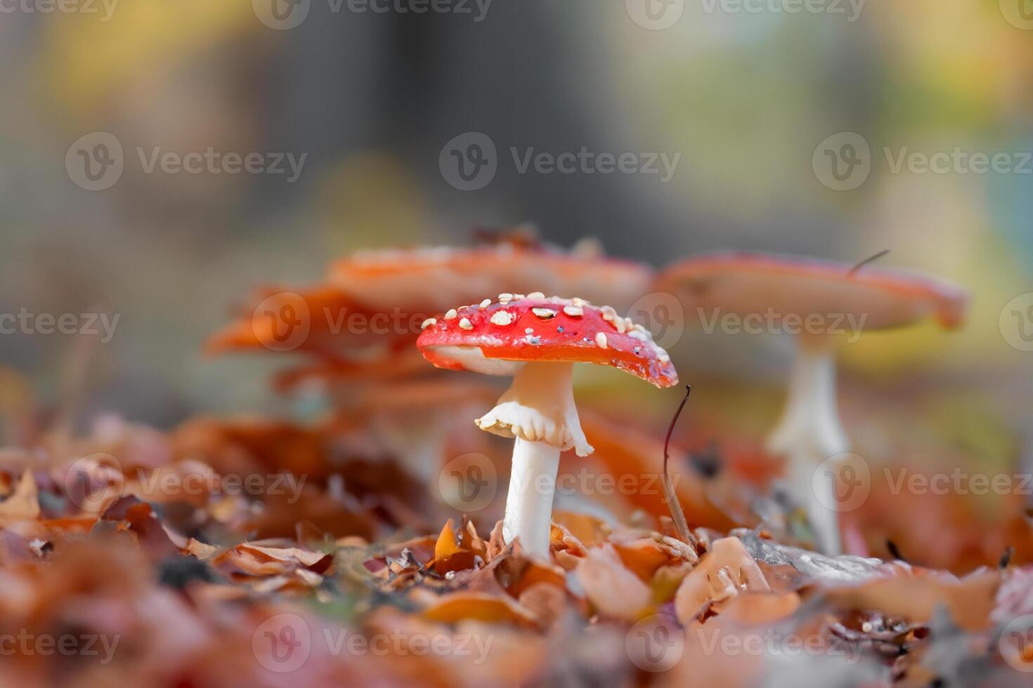 Mushroom close-up with nice colourful bokeh background photo