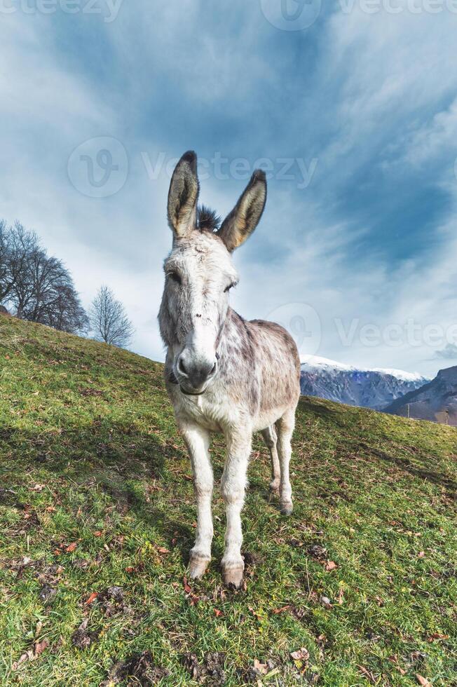 A mule in the meadow photo