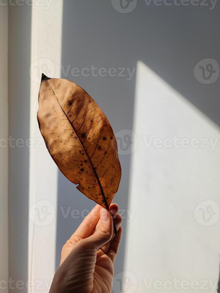 Yellowed, dry leaf in hand on a white wall photo