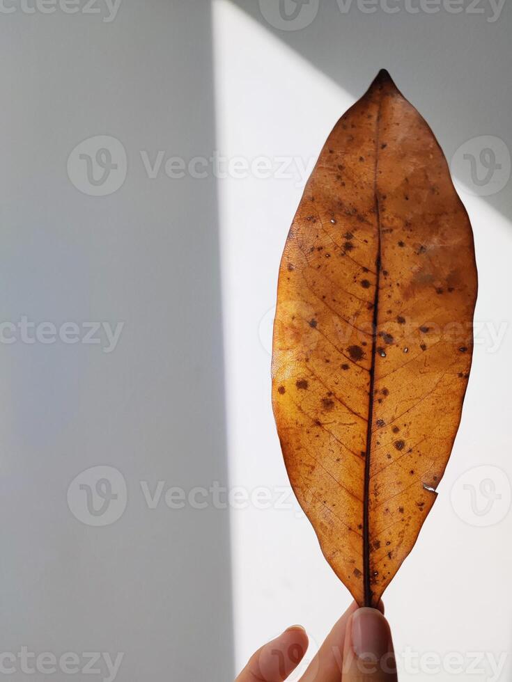 Yellowed, dry leaf in hand on a white wall photo