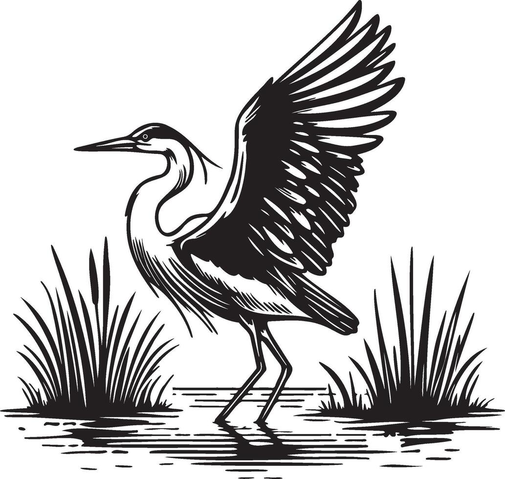 Heron Standing in Paddy Field. vector