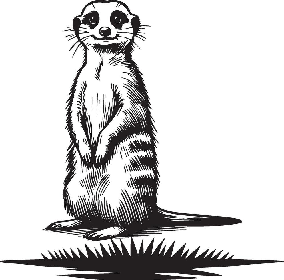 Meerkat Sketch Drawing. vector