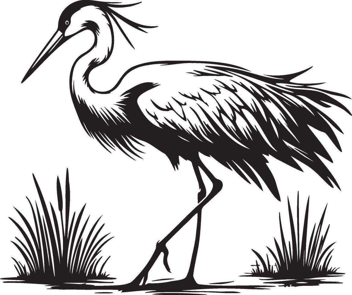 Heron Standing in Paddy Field. vector