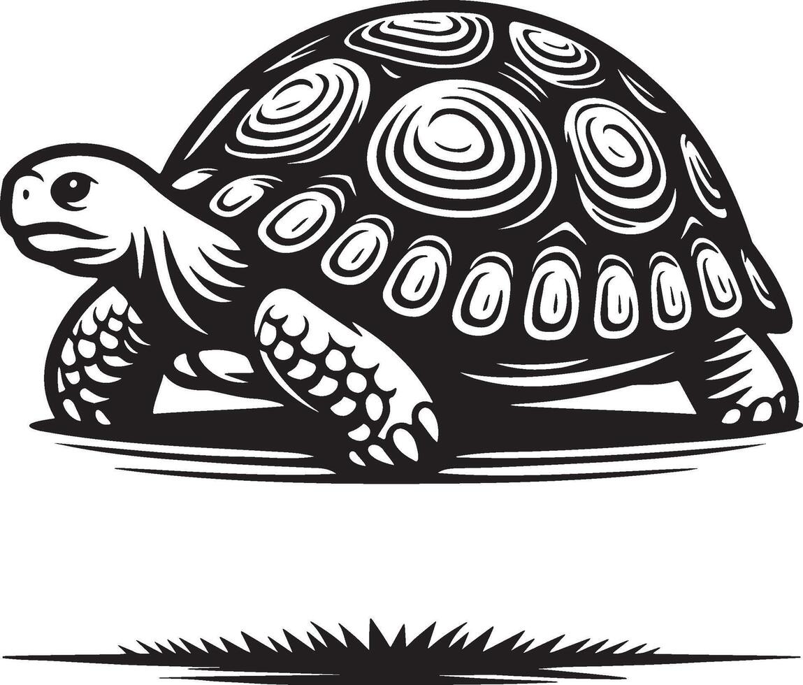 Tortoise Sketch Drawing. vector