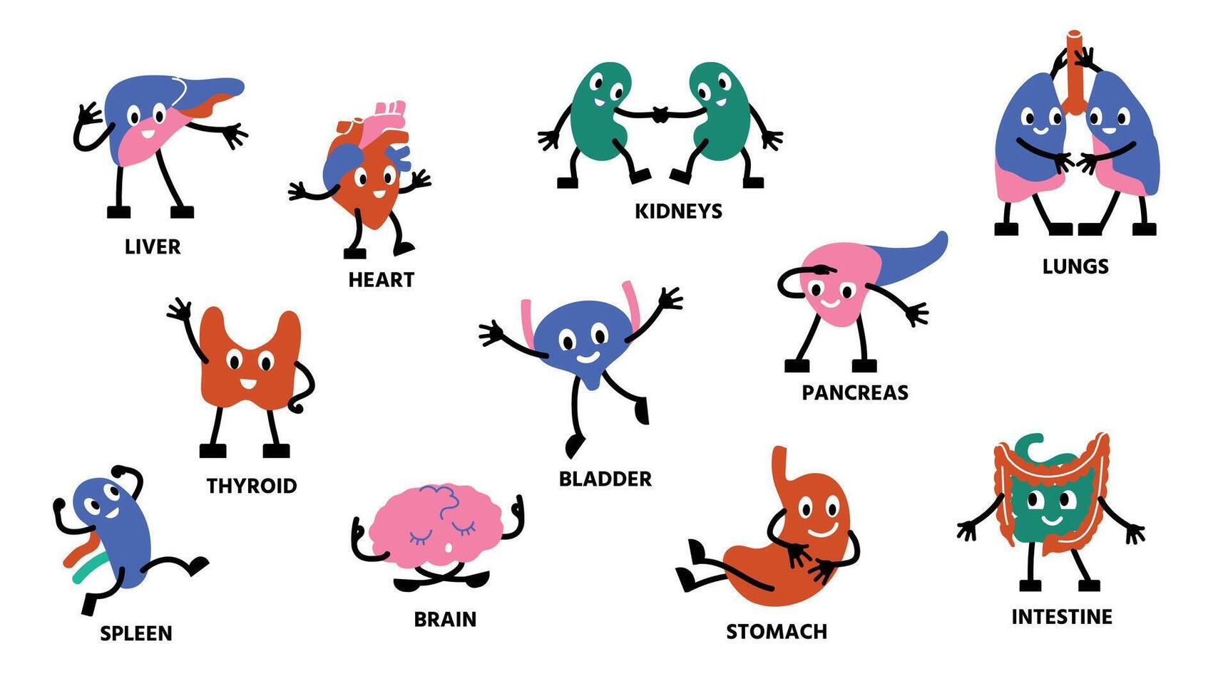 humano cuerpo órganos caracteres. dibujos animados linda anatomía mascota personas con manos piernas y contento caras. vector riñón estómago livianos personaje conjunto