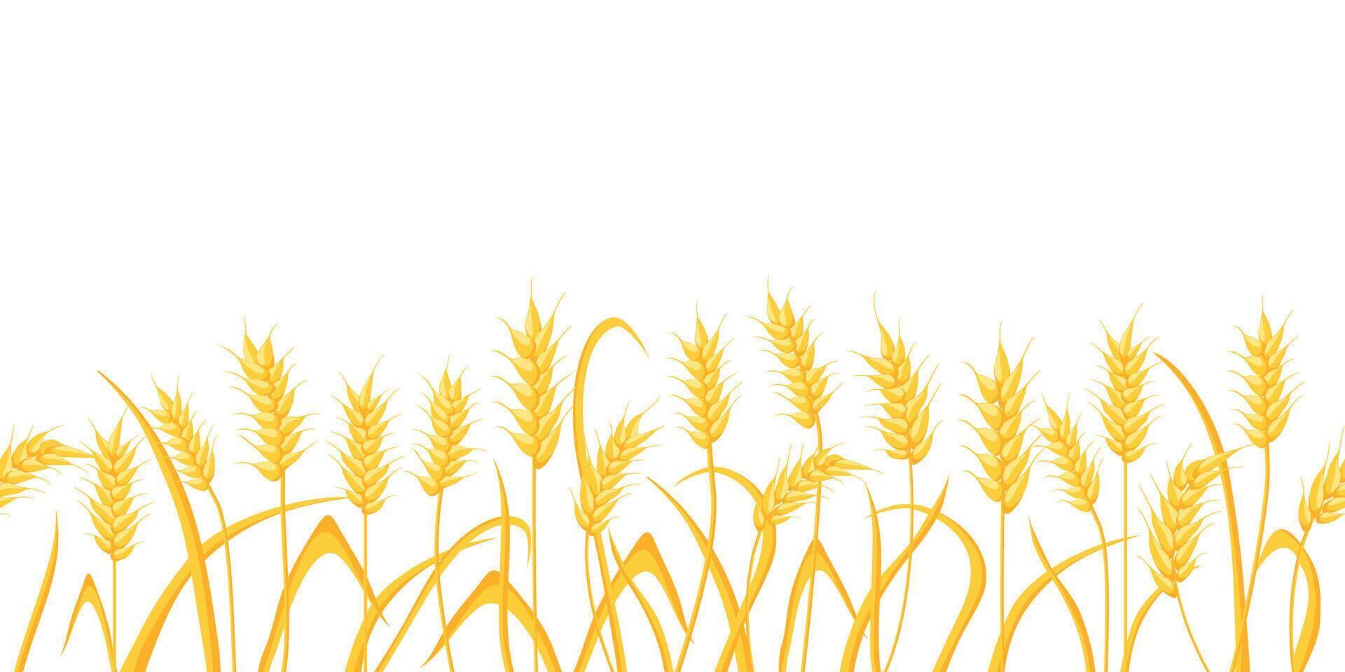 Cartoon farm field background with golden wheat spikes. Agriculture cereal crop ears. Rural scene with grain harvest vector border pattern