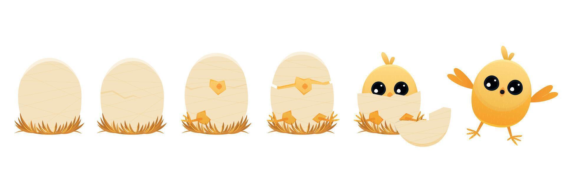 Chicken hatching stages. Cartoon winged chick emerging from egg, domestic farm animal with feathers, summer newborn chicks. Vector flat illustration