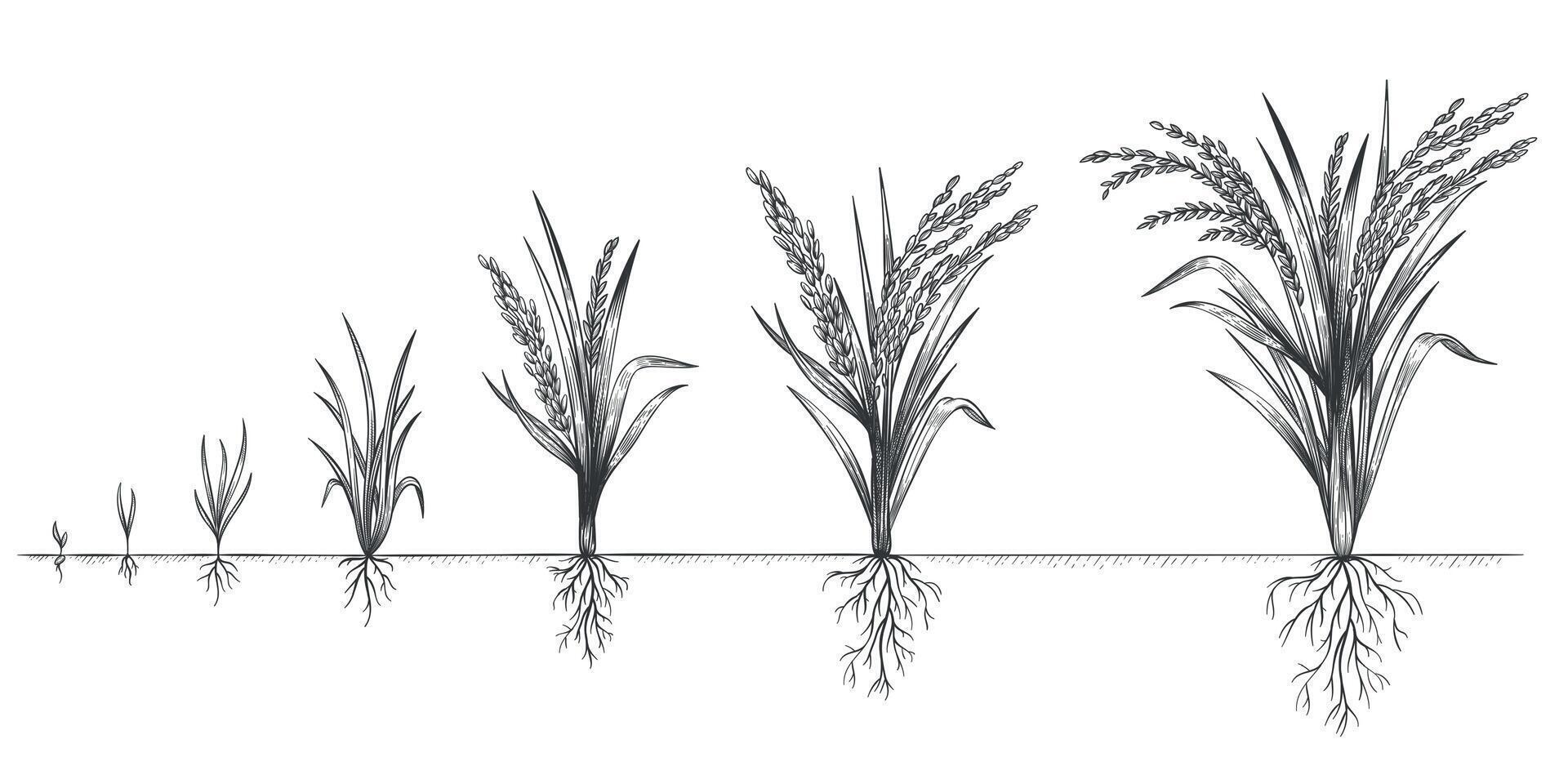 arroz crecimiento. planta cosecha creciente ciclo. bosquejo vida etapas de granja cereal. mano dibujado espiguillas en suelo. granos incrementar pasos vector concepto