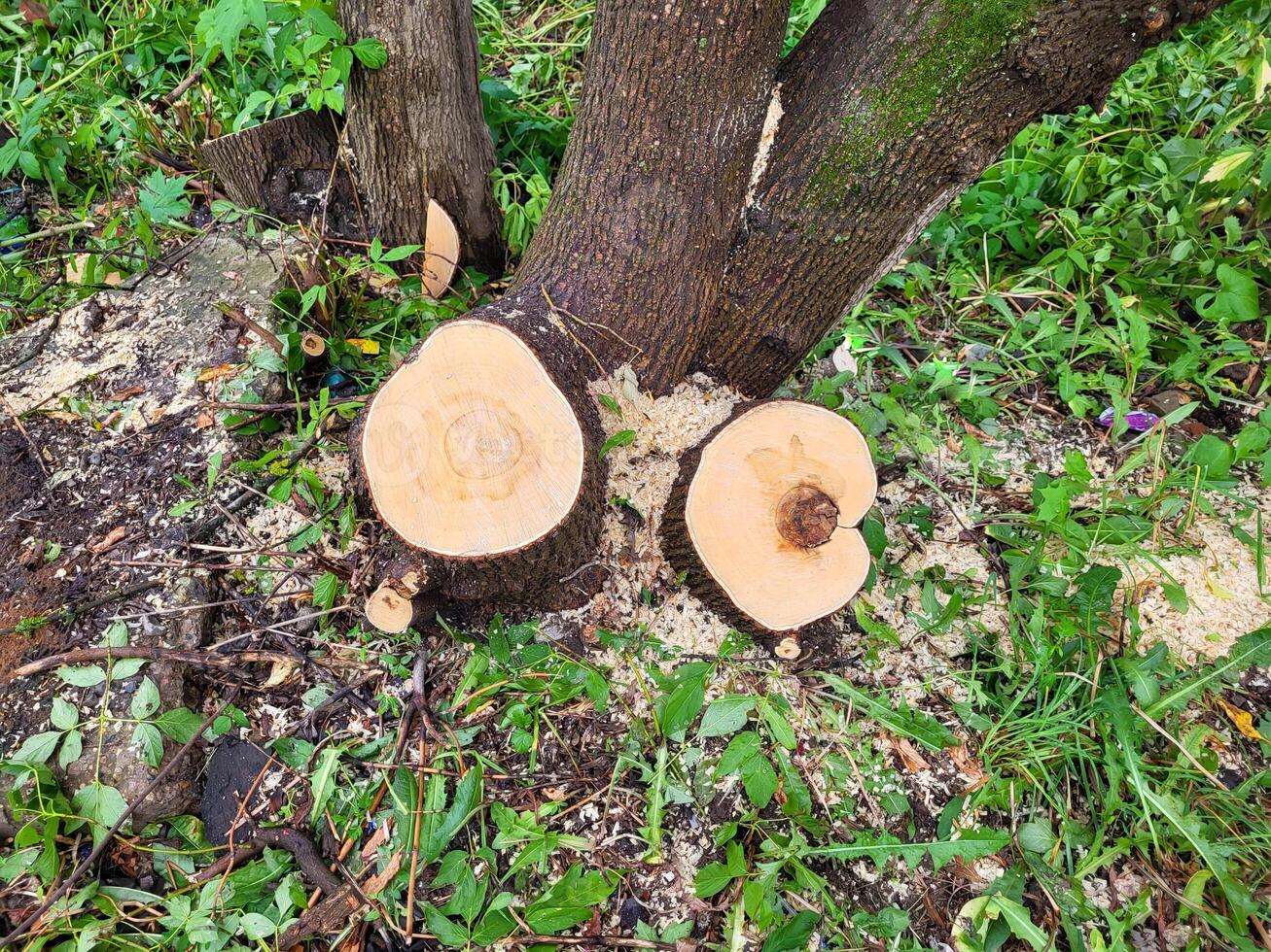 Freshly sawn stumps, pruning of unnecessary parts of the tree on a summer day. photo