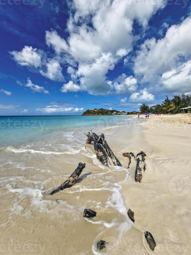 A tree trunk with a Caribbean beach in the background photo