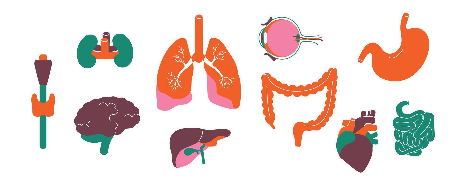 Internal body organs. Human anatomy and organs for transplantation graphic, kidney stomach brain heart medical collection. Vector isolated set