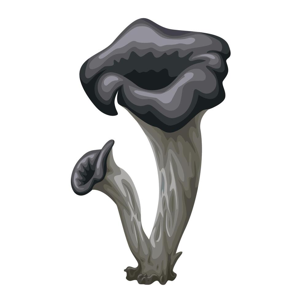 Vector illustration, Craterellus cornucopioides, also known as black chanterelle, black trumpet, isolated on white background,