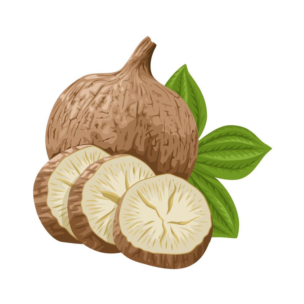 Vector illustration, Pueraria mirifica, also known as Kwao Krua, isolated  on white background. 39351660 Vector Art at Vecteezy