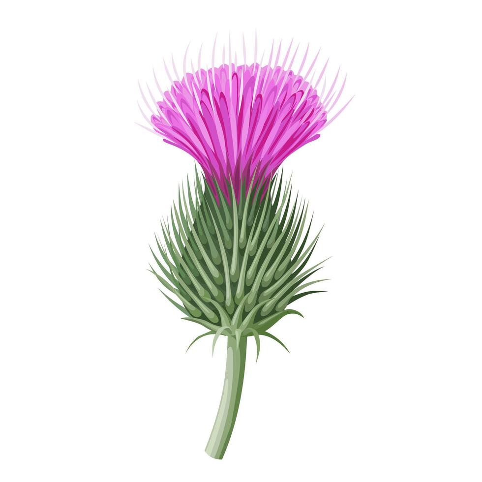 Vector illustration, burdock flower, isolated white background.